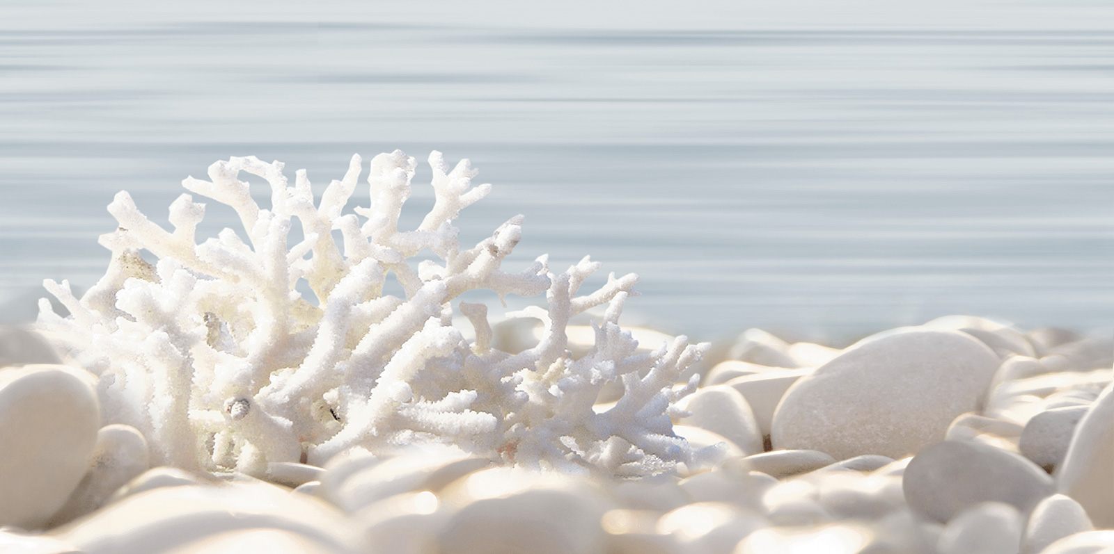 Alma Del Mare 25х50 DWU09DLM624 Декор